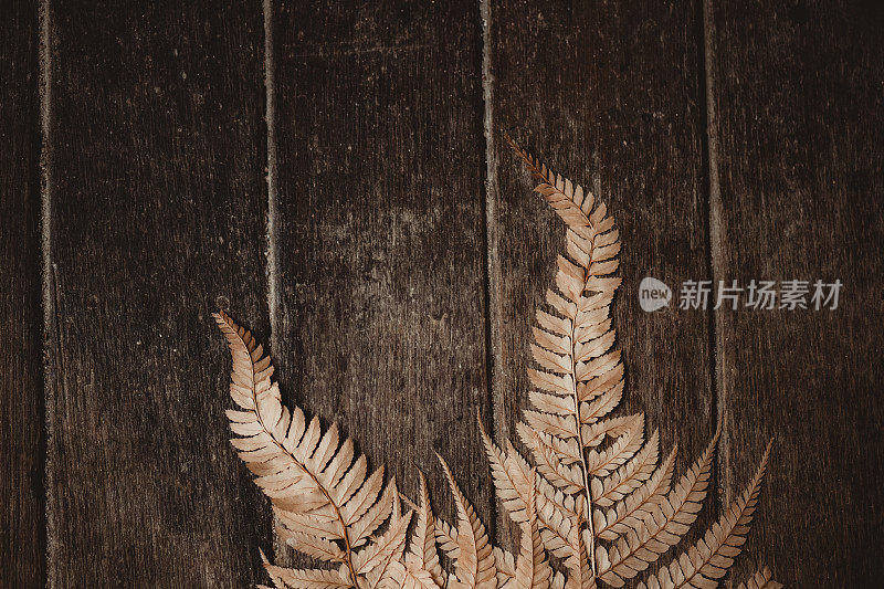 Background of dried fern leaves with copy space